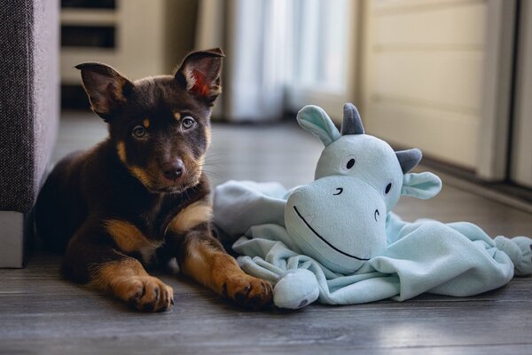 Beeztees Beeztees Puppy Knuffeldoek Draak Groen/Blauw Beeztees Beeztees Puppy Knuffeldoek Draak Groen/Blauw