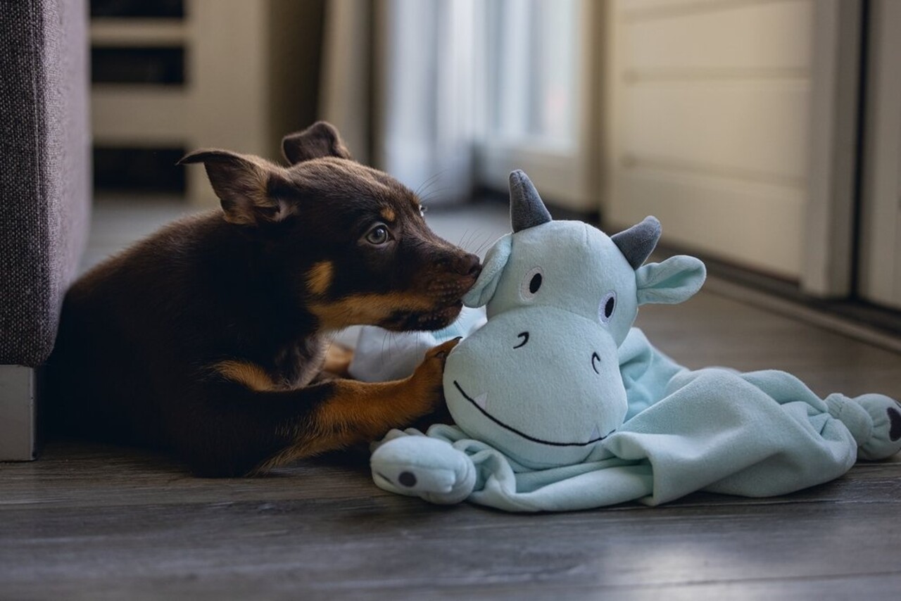 Beeztees Beeztees Puppy Knuffeldoek Draak Groen/Blauw Beeztees Beeztees Puppy Knuffeldoek Draak Groen/Blauw