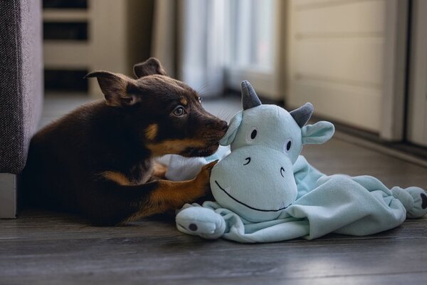 Beeztees Beeztees Puppy Knuffeldoek Draak Groen/Blauw Beeztees Beeztees Puppy Knuffeldoek Draak Groen/Blauw