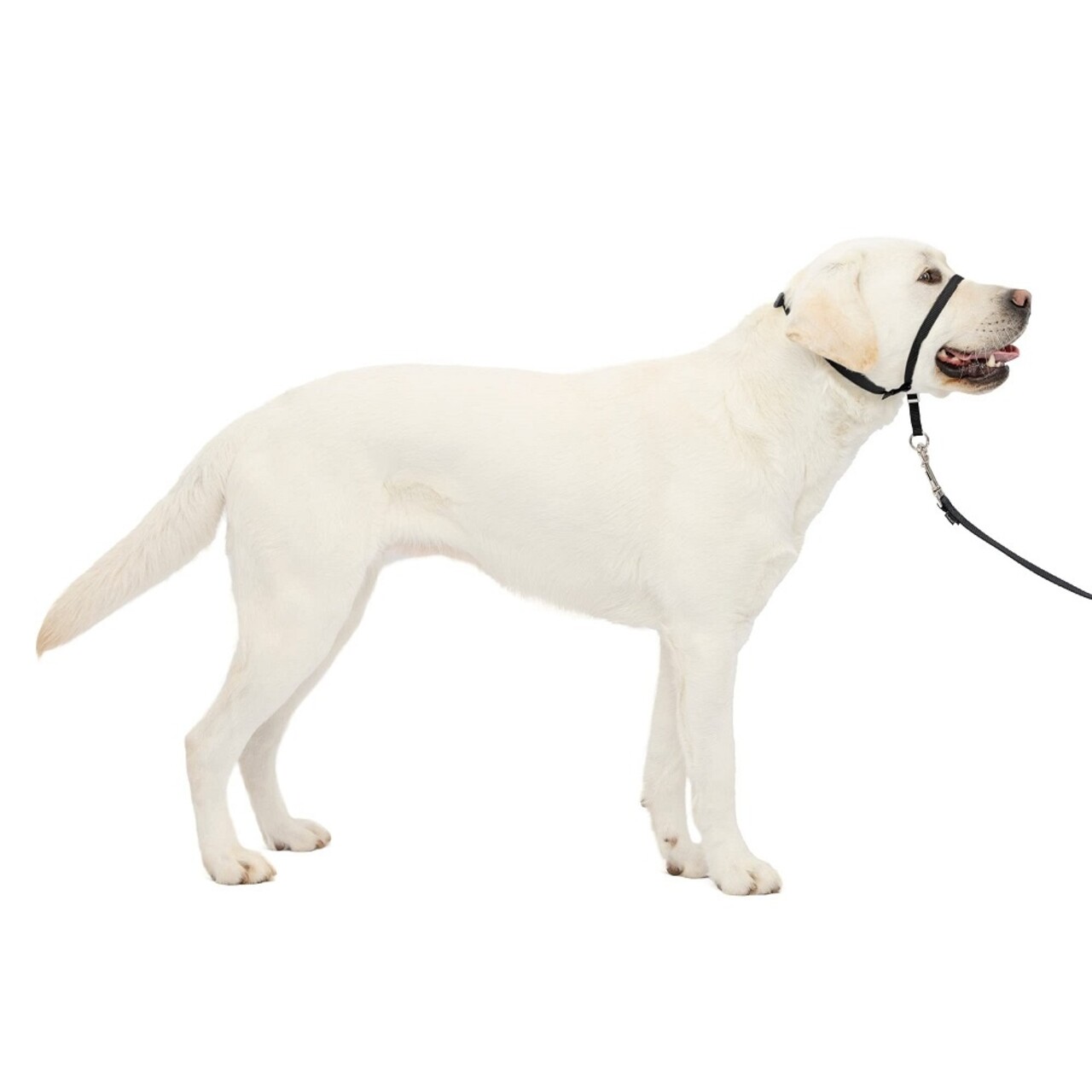 Vadigran Vadigran Easy Leader Hond Zwart Vadigran Vadigran Easy Leader Hond Zwart