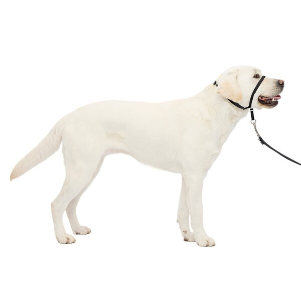 Vadigran Vadigran Easy Leader Hond Zwart Vadigran Vadigran Easy Leader Hond Zwart