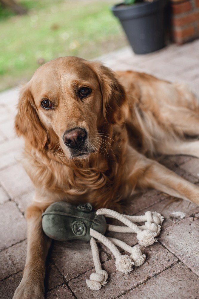 Designed by Lotte Designed by Lotte Velvet Hondenspeelgoed Octo Aisha Groen