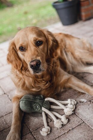 Designed by Lotte Designed by Lotte Velvet Hondenspeelgoed Octo Aisha Groen