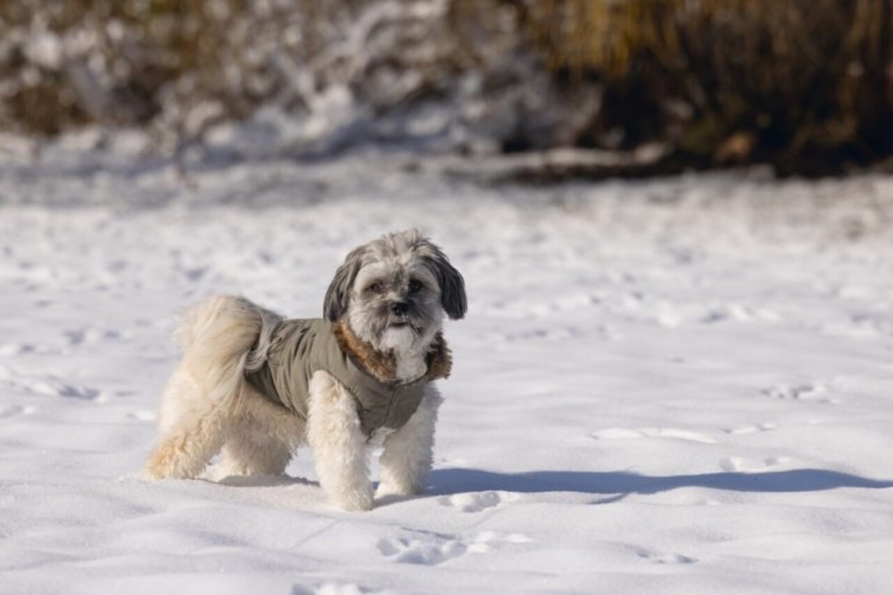 Designed by Lotte Designed by Lotte Hondenjas Philos Groen Designed by Lotte Designed by Lotte Hondenjas Philos Groen