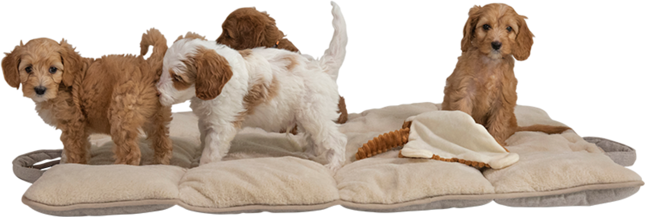 Animal Boulevard Animal Boulevard Home & Away Reismat Beige Animal Boulevard Animal Boulevard Home & Away Reismat Beige