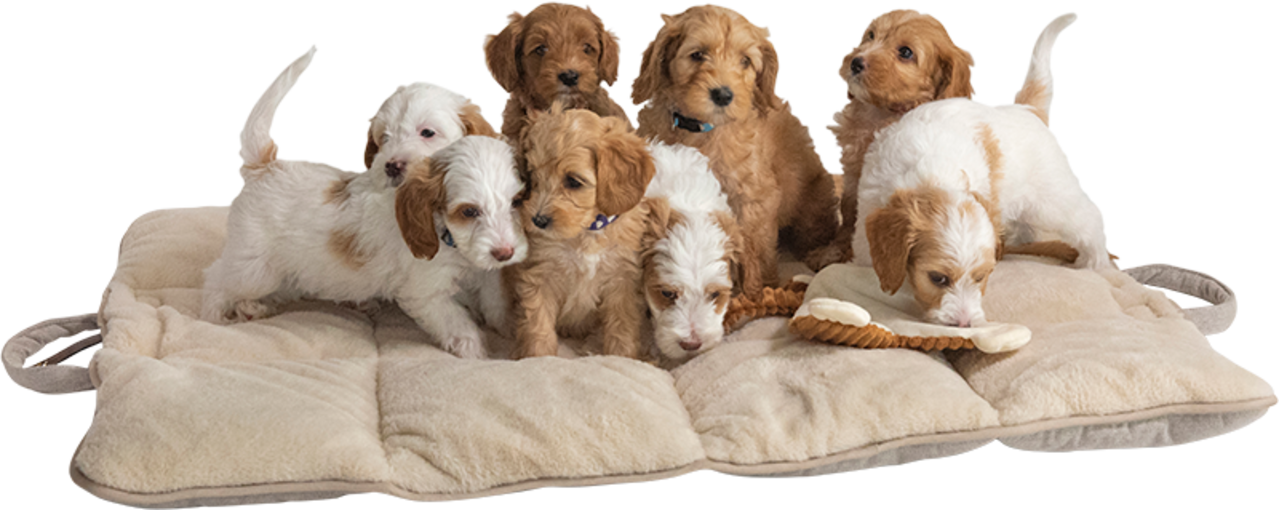 Animal Boulevard Animal Boulevard Home & Away Reismat Beige Animal Boulevard Animal Boulevard Home & Away Reismat Beige