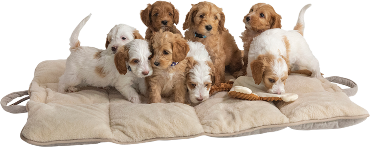 Animal Boulevard Animal Boulevard Home & Away Reismat Beige Animal Boulevard Animal Boulevard Home & Away Reismat Beige