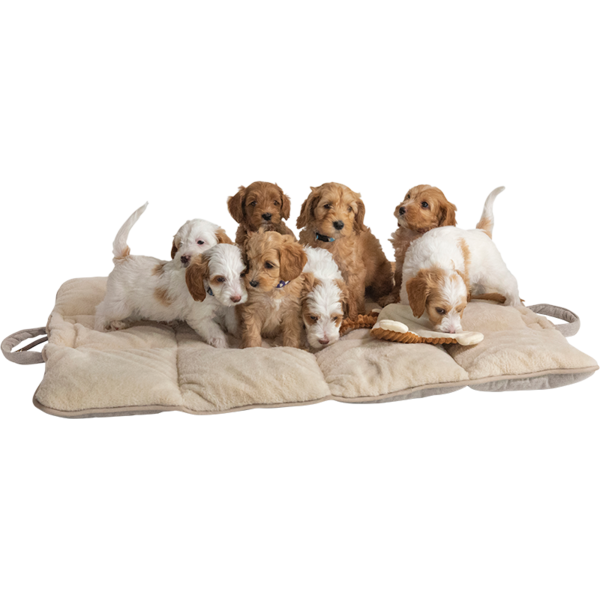 Animal Boulevard Animal Boulevard Home & Away Reismat Beige Animal Boulevard Animal Boulevard Home & Away Reismat Beige