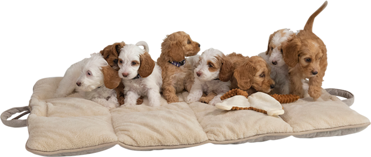 Animal Boulevard Animal Boulevard Home & Away Reismat Beige Animal Boulevard Animal Boulevard Home & Away Reismat Beige