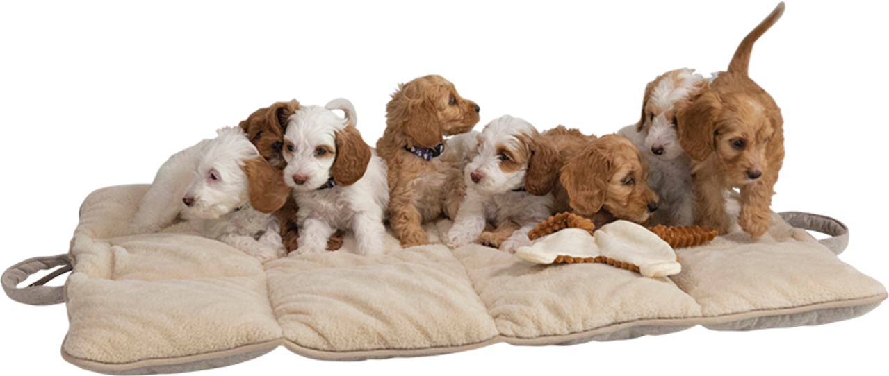 Animal Boulevard Animal Boulevard Home & Away Reismat Beige Animal Boulevard Animal Boulevard Home & Away Reismat Beige