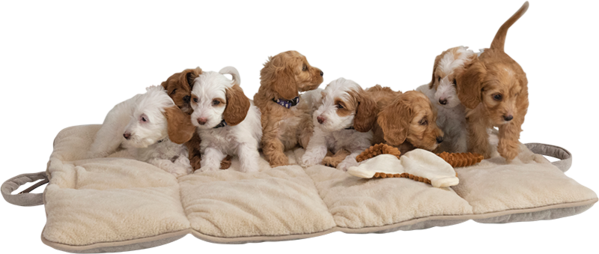 Animal Boulevard Animal Boulevard Home & Away Reismat Beige Animal Boulevard Animal Boulevard Home & Away Reismat Beige