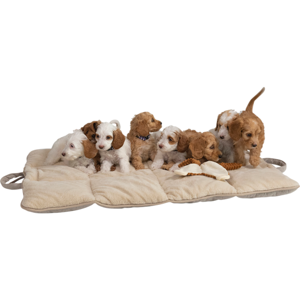 Animal Boulevard Animal Boulevard Home & Away Reismat Beige Animal Boulevard Animal Boulevard Home & Away Reismat Beige