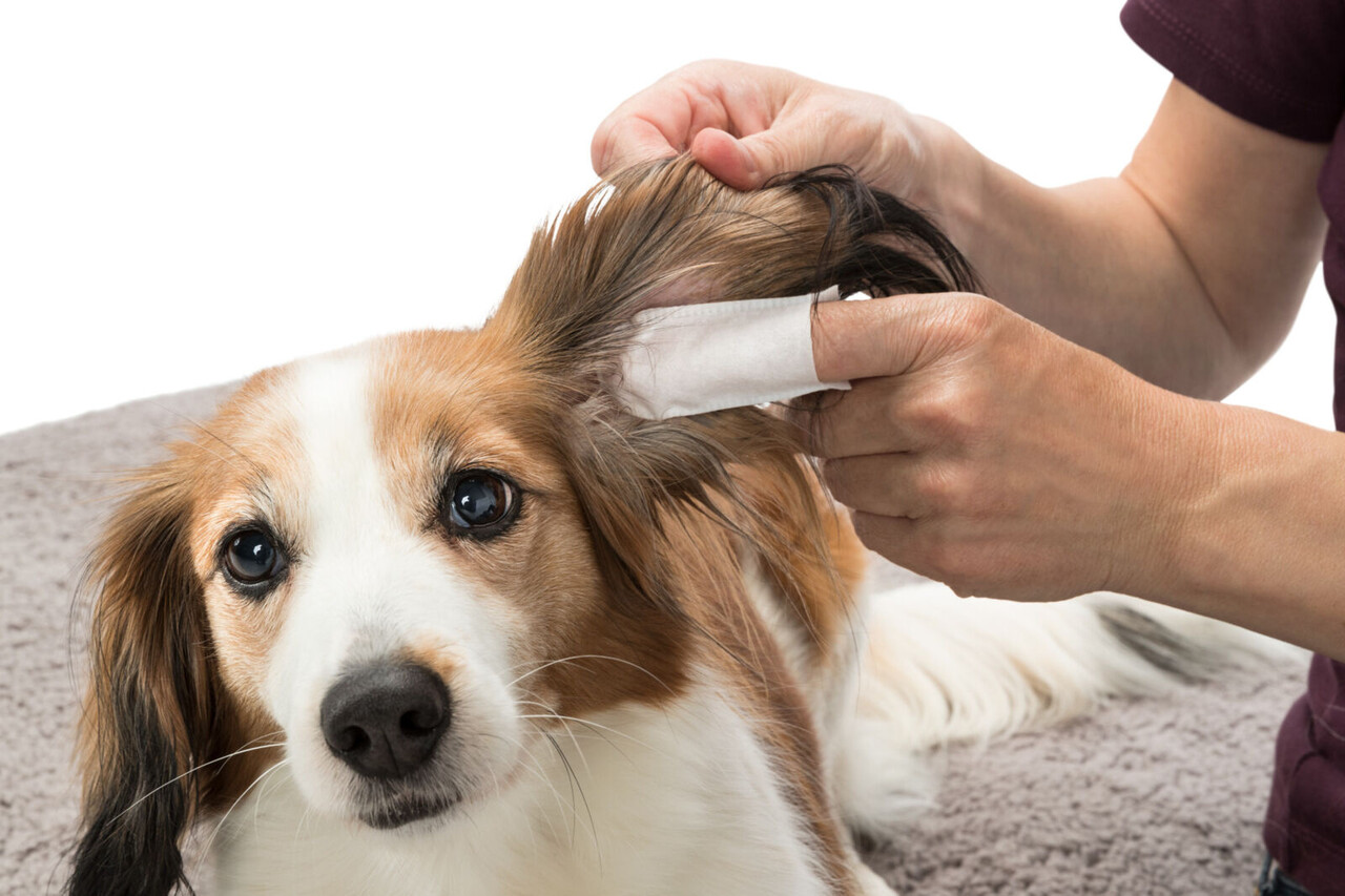 Trixie Trixie Oorverzorging​ Wegwerp-vingerpads