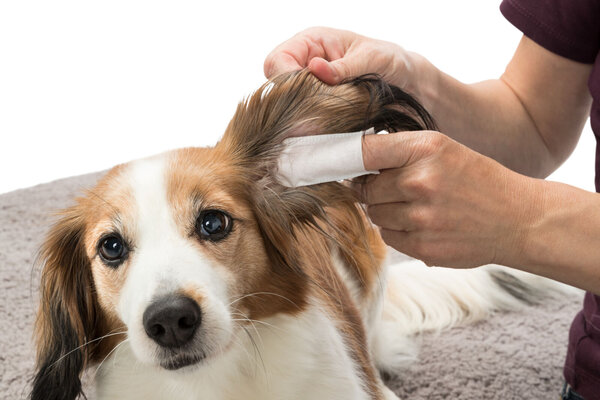 Trixie Trixie Oorverzorging​ Wegwerp-vingerpads