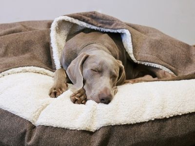 Nachtergaele-Dier-Tuin-Hondenmand-met-kap-RIDGE-bruin-blog-top5