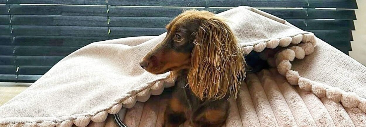 Onze top 5 favoriete hondenmanden van dit moment