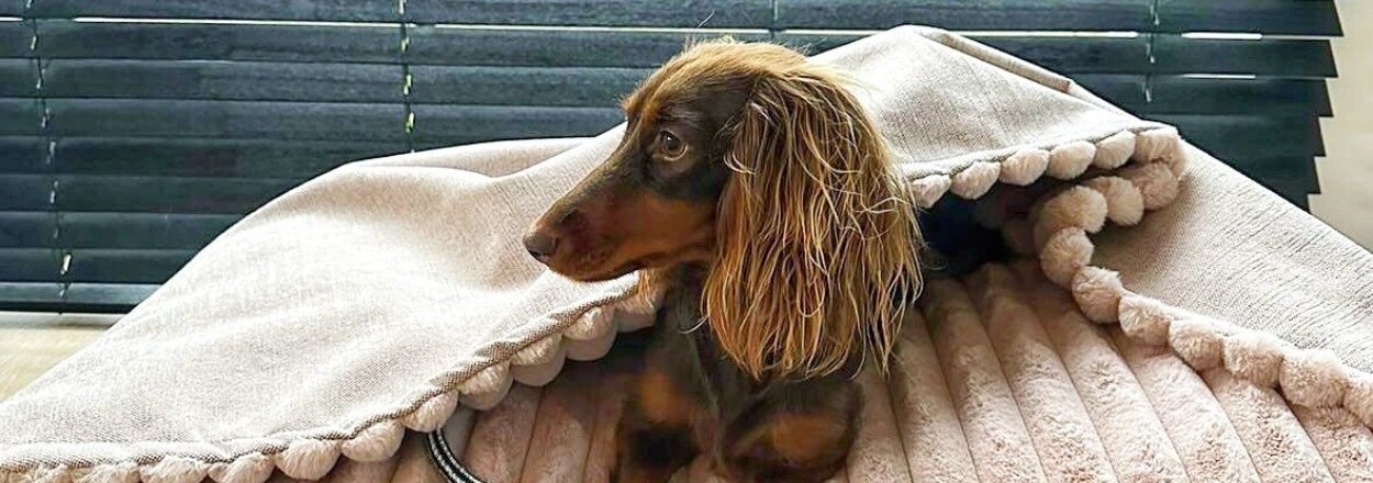 Onze top 5 favoriete hondenmanden van dit moment Onze top 5 favoriete hondenmanden van dit moment