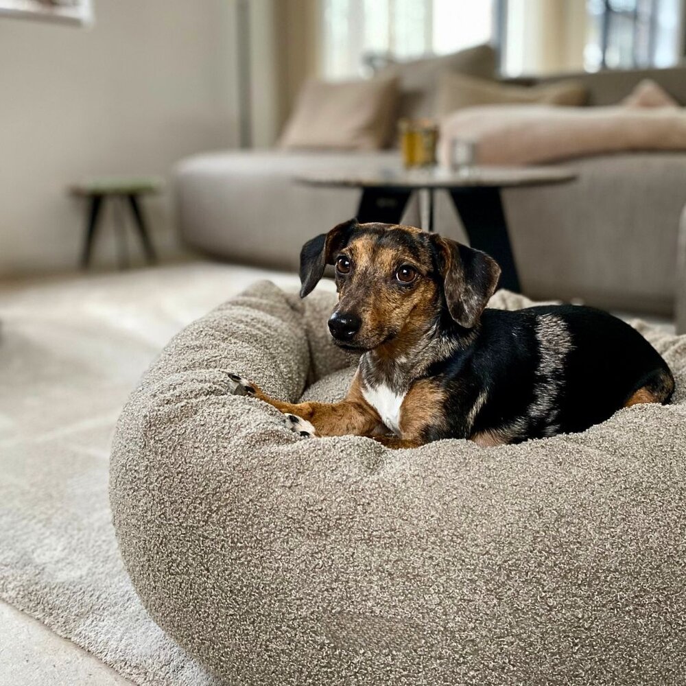 Nachtergaele Nachtergaele BOUCLE Mand Donut Orthopedisch Taupe