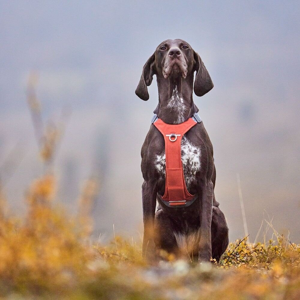 Hurtta Hurtta Harnas Rover Cinnamon Oranje Hurtta Hurtta Harnas Rover Cinnamon Oranje