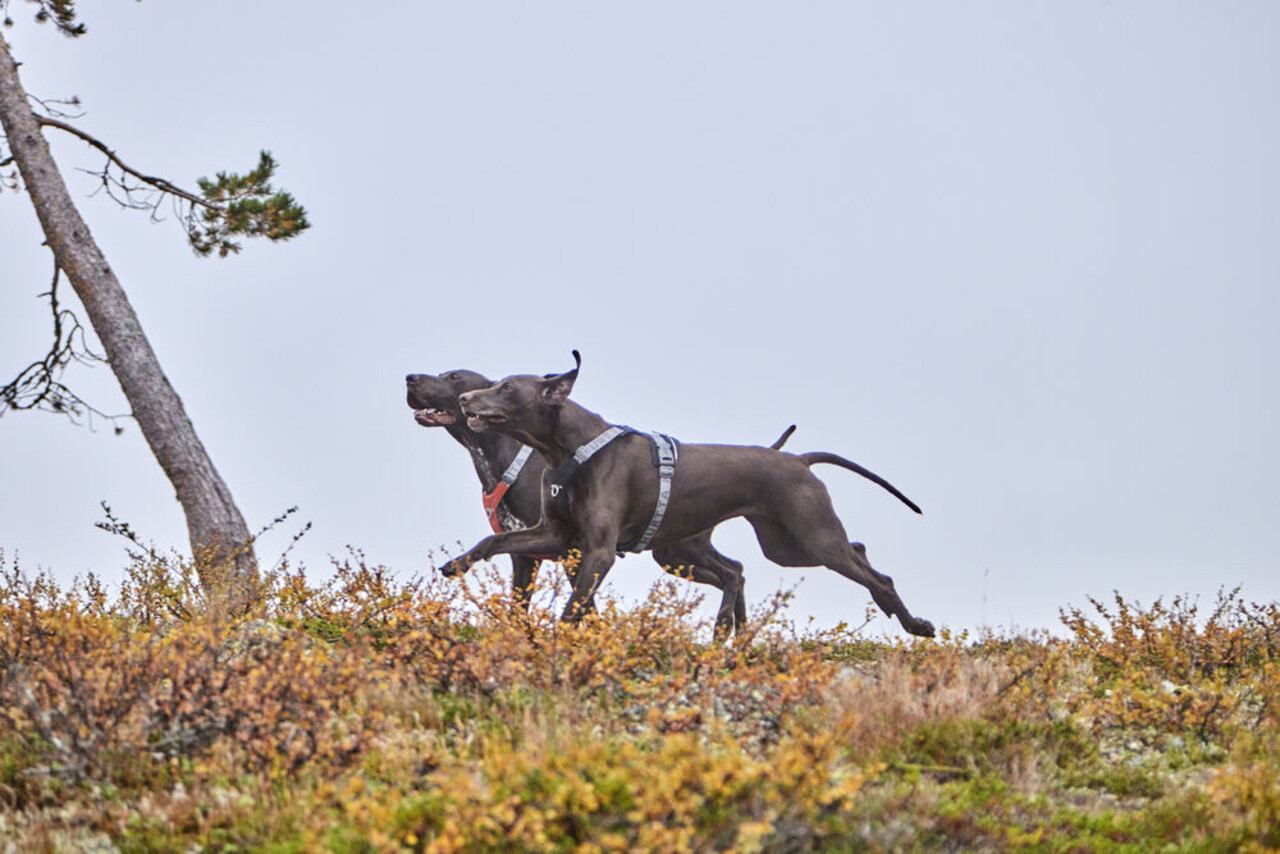 Hurtta Hurtta Harnas Rover Raven Zwart Hurtta Hurtta Harnas Rover Raven Zwart