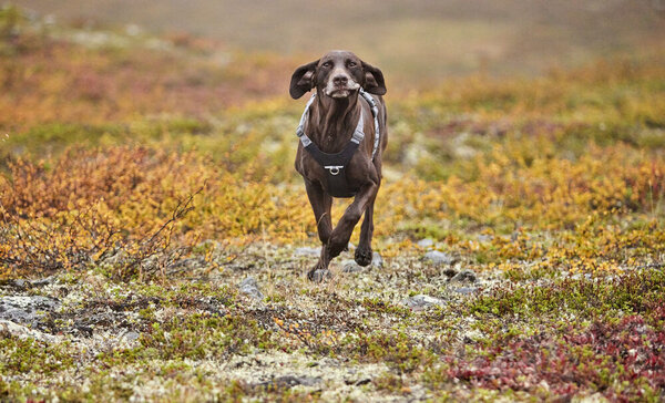 Hurtta Hurtta Harnas Rover Raven Zwart Hurtta Hurtta Harnas Rover Raven Zwart