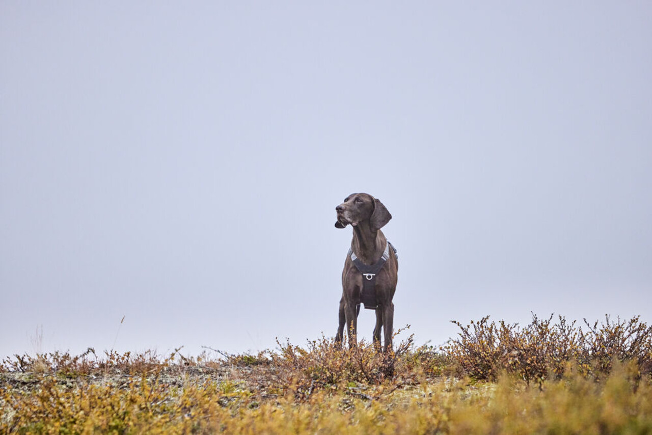 Hurtta Hurtta Harnas Rover Raven Zwart Hurtta Hurtta Harnas Rover Raven Zwart