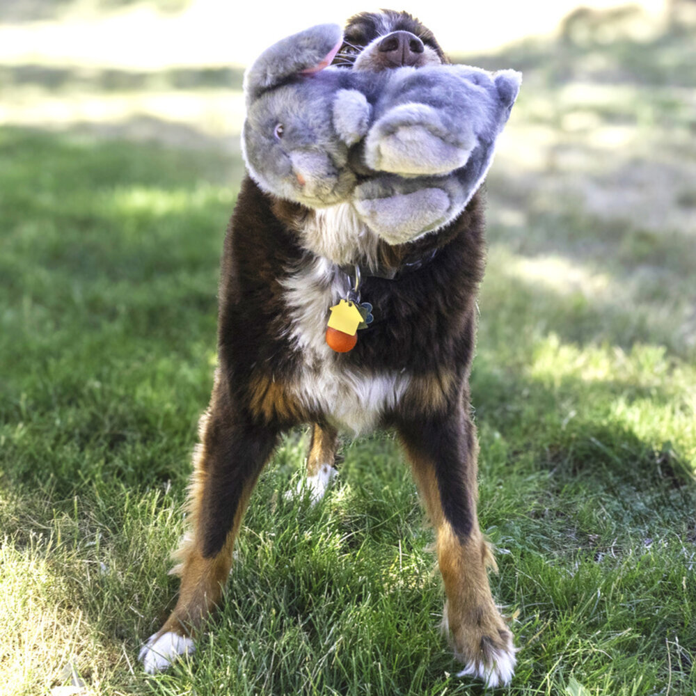 Kong Kong Toughz Speelgoed Konijn Kong Kong Toughz Speelgoed Konijn