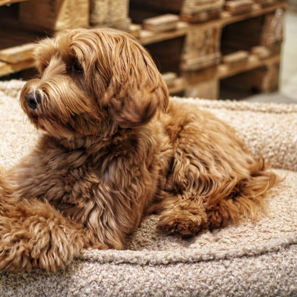 Nachtergaele Nachtergaele TEDDY Hondenmand Ortho Beige