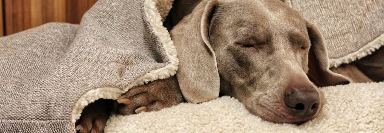 Hondenmand met of zonder kap: wat kiest jouw hond?