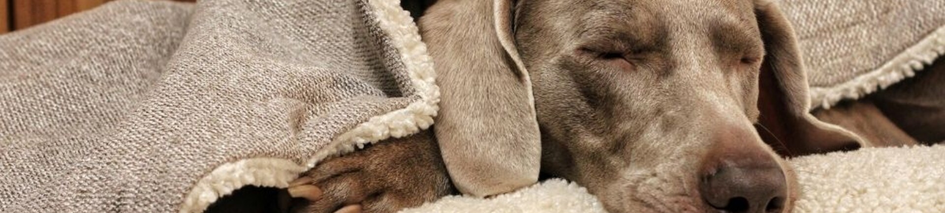 Hondenmand met of zonder kap: wat kiest jouw hond?