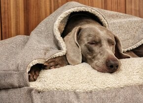 Hondenmand met of zonder kap: wat kiest jouw hond?