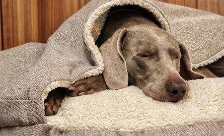 Hondenmand met of zonder kap: wat kiest jouw hond?