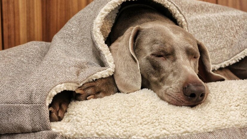 Hondenmand met of zonder kap: wat kiest jouw hond?