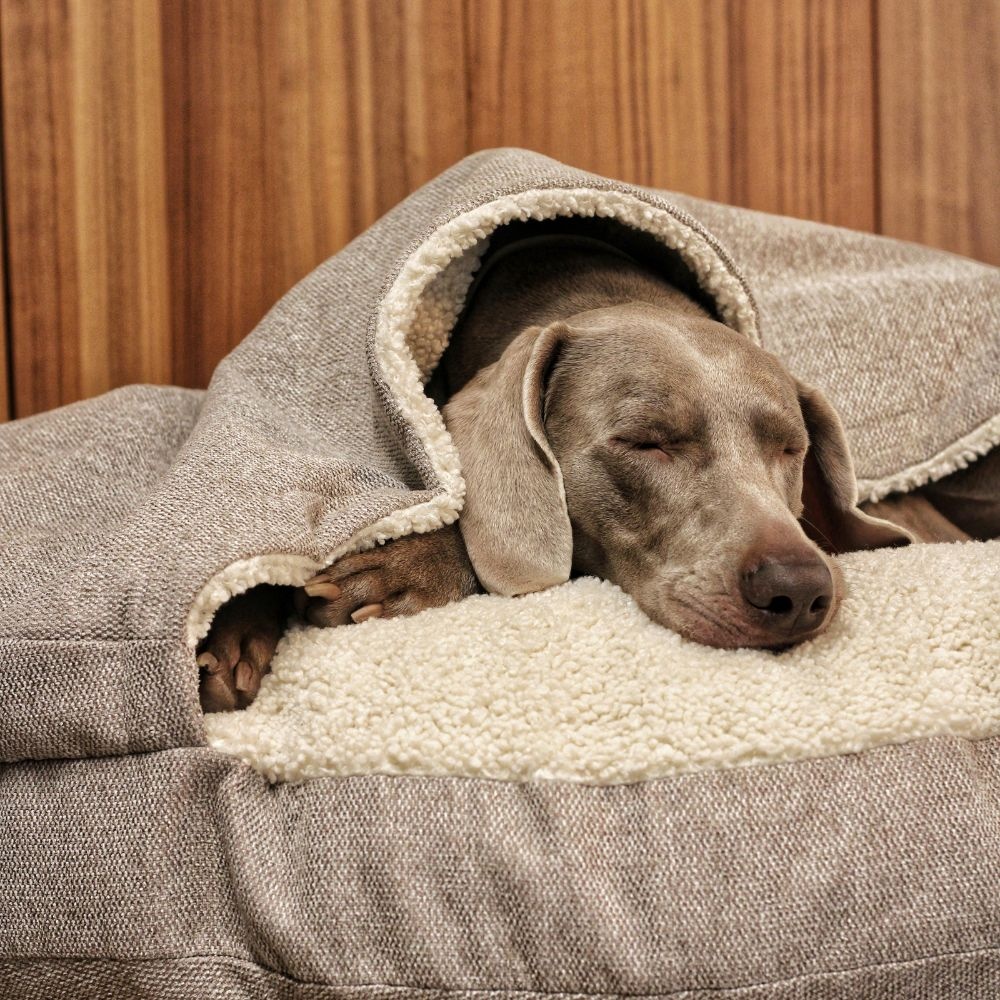 Hondenmand met of zonder kap: wat kiest jouw hond? Hondenmand met of zonder kap: wat kiest jouw hond?