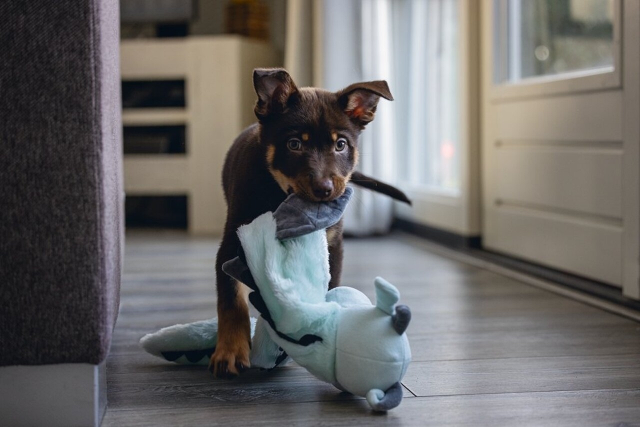 Beeztees Beeztees Puppy Knuffel Flatino Draak