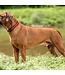 Hunter Vario Plus Hundehalsband - 40-45 cm - Rot/Schwarz