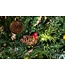 Weihnachtsgeschenke Künstlicher Weihnachtsbaum - Fichte mit Tannenzapfen - Weihnachtsdekoration für drinnen - 1024 Wipfel - 210 cm - Grün