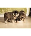 Beeztees Puppy Pipa - Futternapf für Hunde - Rosa - 18x18x6,5 cm