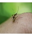 Anti-Mücken-Stöpsel