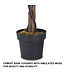 Coast Wisteria Künstliche Pflanze - 180 cm - Lila