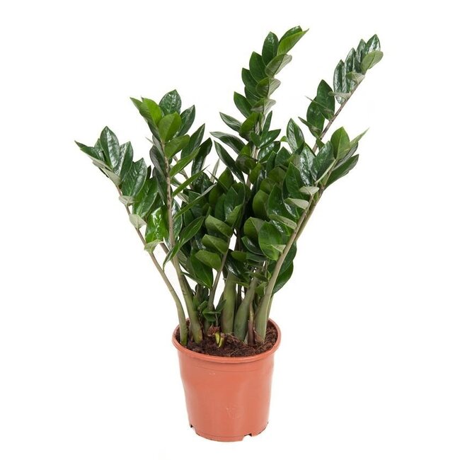 Zamioculcas