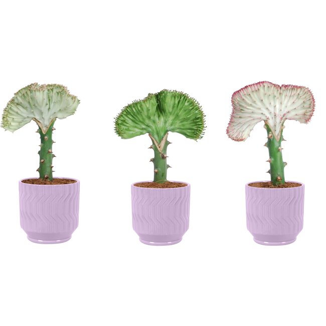 Trio Euphorbia lactea ‘Cristata’ in Jane keramiek (Purple)