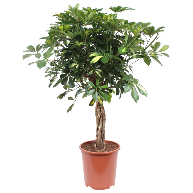 Schefflera Arboricola Gold Capella