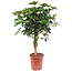 Schefflera Arboricola Gold Capella