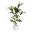 Kentia Palm in ELHO b.for soft sierpot (wit)