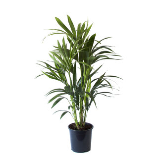 Kentia Palm