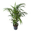 Kentia Palm