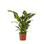 Lepelplant Spathiphyllum Sweet Lauretta