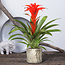 Guzmania Calypso single