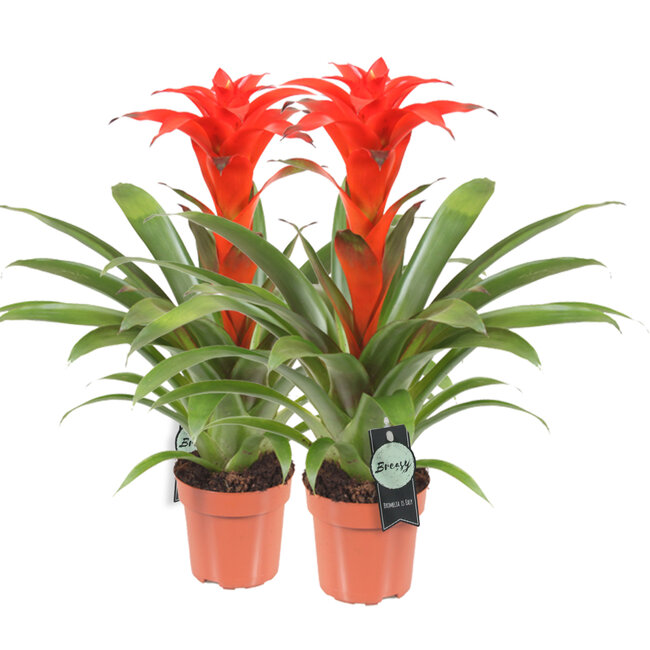 Guzmania Calypso double